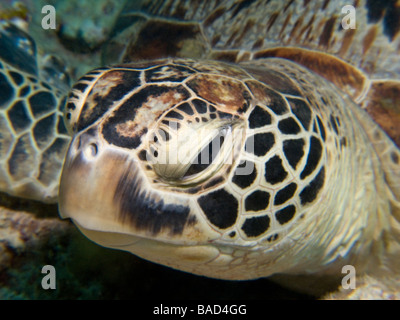 La tête de Tortue verte Close Up. Banque D'Images