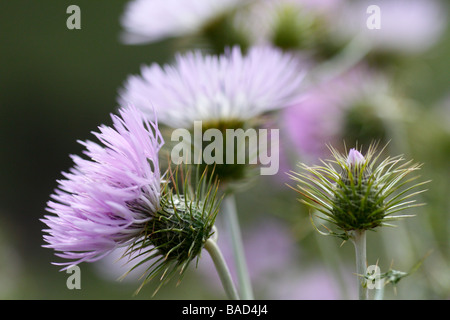 Chardon de lait sur La Gomera, Canaries (Galactites tomentosa) Banque D'Images