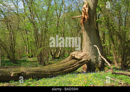 Pendunculate chêne (Quercus robur) avec branche cassée et un avant-plan de fleurs de printemps, Hayley Wood, Cambridgeshire, Angleterre, RU Banque D'Images