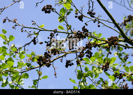 Alder et chatons noirs, Alnus glutinosa, Betulaceae. ROYAUME-UNI Banque D'Images