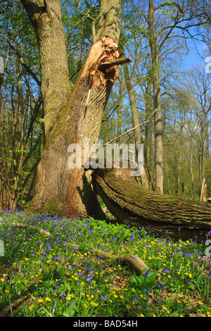 Pendunculate chêne (Quercus robur) avec branche cassée et un avant-plan de fleurs de printemps, Hayley Wood, Cambridgeshire, Angleterre, RU Banque D'Images