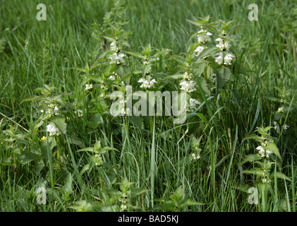 Lamier blanc, Lamium album, Lamiaceae Banque D'Images