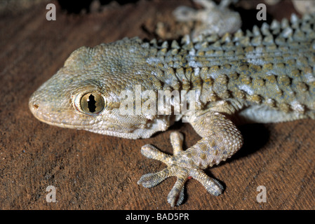 Gecko Tarentola mauritanica, mauresque, l'île de Capraia, Toscane, Italie Banque D'Images