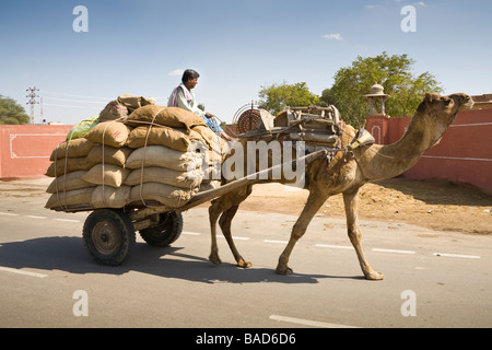 Homme monté sur un chariot de chameau le long d'une route, Bikaner, Rajasthan, India Banque D'Images