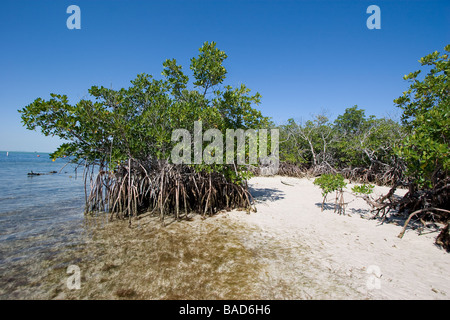 Red Mangrove, Rhizophora mangle, parc national Biscayne en Floride Banque D'Images