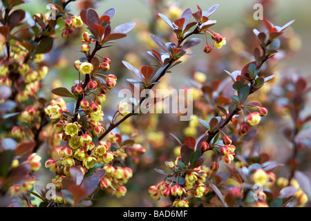 Berberis rouge en fleur Banque D'Images