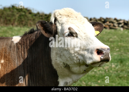 Vache dans un pâturage pâturage vache frisonne laitière en pâture ces vaches produisent une grande partie de nos exigences en matière de produits laitiers Banque D'Images