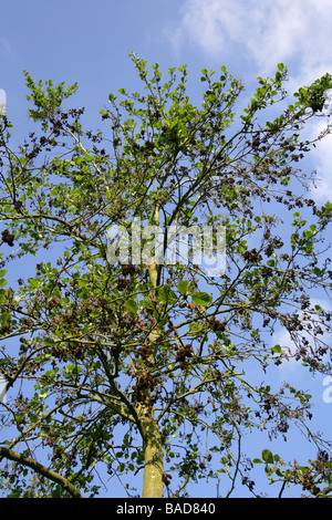 Alder et chatons noirs, Alnus glutinosa, Betulaceae. ROYAUME-UNI Banque D'Images