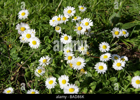 Daisy commune, Lawn Daisy ou Daisy anglaise, Bellis perennis, Asteraceae. ROYAUME-UNI Banque D'Images