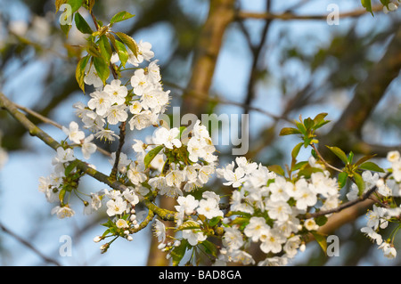 Fleur de cerisier sauvage (Prunus avium) photo prise au Royaume-Uni Banque D'Images