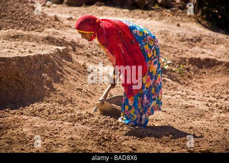 Femme ouvrier travaillant sur le terrain, Keechen, près de Phalodi,, Rajasthan, Inde Banque D'Images