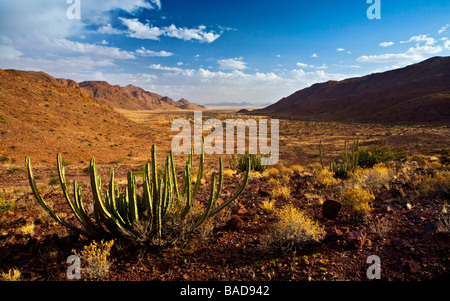 Une majestueuse vallée en Namibie, Afrique magnifiquement éclairé par le soleil avec de grands cactus et entouré de montagnes. Banque D'Images