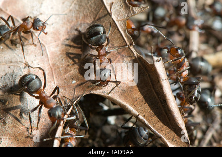 Les fourmis des bois (Formica rouge, Formica Polyctena) ant Banque D'Images