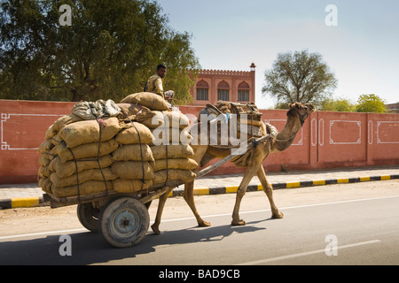 Homme monté sur un chariot de chameau le long d'une route, Bikaner, Rajasthan, India Banque D'Images