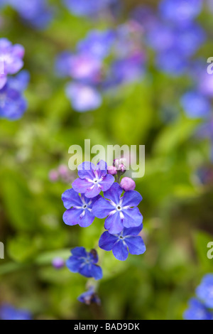 Omphalodes cappadocica fleurs Banque D'Images