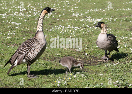 Paire de Hawaiian oies ou Nēnēs avec Gosling Branta sandvicensis sur herbe prise à Martin simple WWT, Lancashire UK Banque D'Images