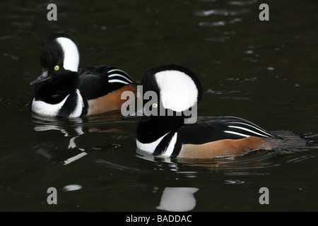 Deux hommes de harles couronnés Lophodytes cucullatus natation sur l'eau prises à Martin simple WWT, Lancashire UK Banque D'Images