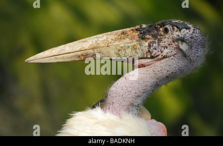 Close up d'un flamant rose (Phoenicopterus ruber crumeniferus Marabou Stork Banque D'Images