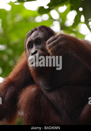 Portrait d'orang-outan Pongo pygmaeus Kabili Bornéo Rainforest Reserve de Sepilok Banque D'Images