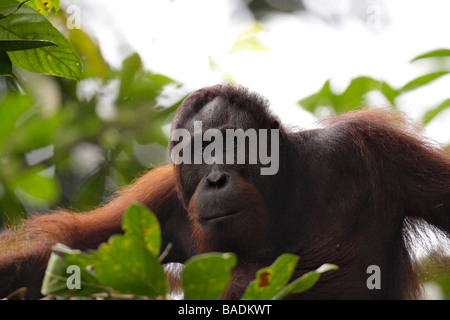 Portrait d'un orang-outan de Bornéo Rainforest Reserve Sepilok Kabili Banque D'Images