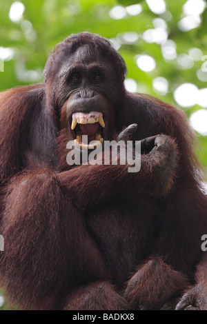 Grimaçant d'orangs-outans de Sepilok Rehabilitation Centre Pongo pygmaeus Sabah Bornéo Banque D'Images