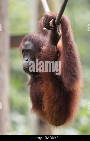 Orang-outan se balançant sur une corde Kabili Bornéo Rainforest Reserve de Sepilok Banque D'Images