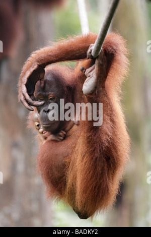 Orang-outan mère et bébé suspendu à une corde Kabili Sabah Bornéo Rainforest Reserve de Sepilok