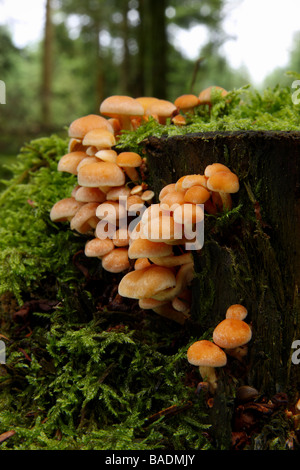 Une colonie de champignons soufre touffe Hypholoma fasciculare sur une vieille souche d'arbre couverts de mousse Limousin France Banque D'Images