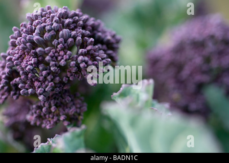 Early Purple Sprouting Brocoli Banque D'Images