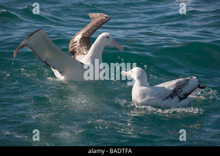 Albatros hurleur Diomedea exulans Kaikoura Nouvelle-zélande Banque D'Images