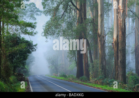 Route forestière en brouillard, Dandenong Ranges, Victoria, Australie Banque D'Images