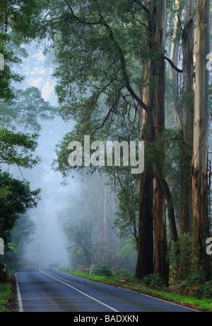 Route forestière en brouillard, Dandenong Ranges, Victoria, Australie Banque D'Images