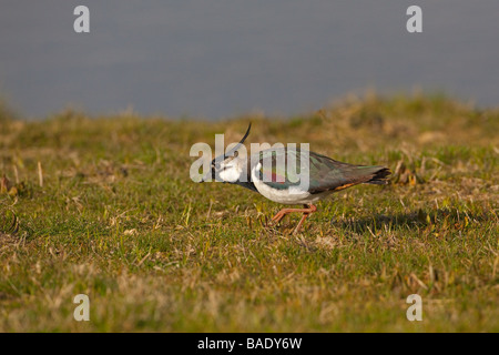 Sociable Vanellus vanellus tirant sur terre ver dans grass meadow Norfolk Banque D'Images