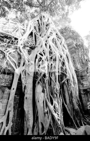 Envahis par les racines des arbres, Angkor Wat, Siem Reap, Cambodge Banque D'Images