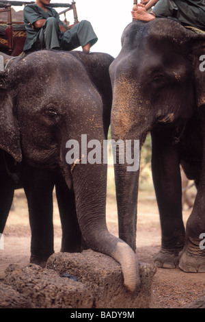 Les éléphants par Watering Hole, Siem Reap, Cambodge Banque D'Images