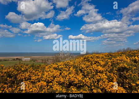 Kelling heath Norfolk au printemps Banque D'Images