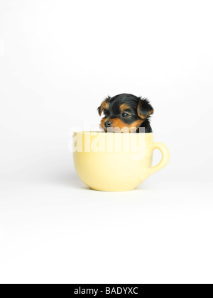 Chiot Yorkshire Terrier en Mug Banque D'Images