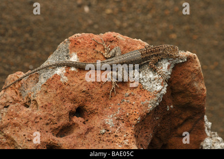 Lava Lizard Galapagos ( Microlophus albemarlensis). Bartholomew Island, îles Galapagos. Banque D'Images