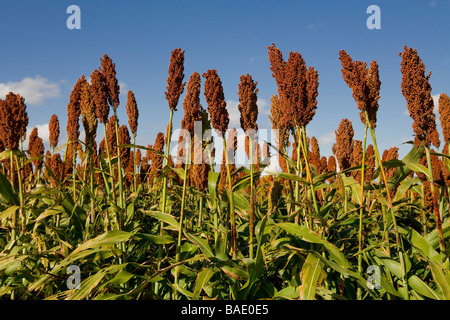 Plants de sorgho rouge prêt pour la récolte, l'Uruguay Banque D'Images