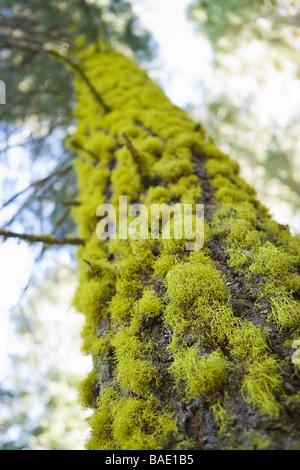 Moss couverts tronc d'arbre de pin Banque D'Images