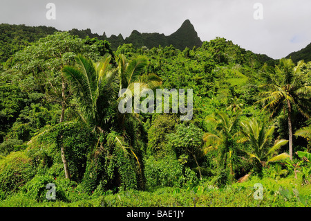 Rainforest, Takuva'ine Vallée, Rarotonga, îles Cook Banque D'Images