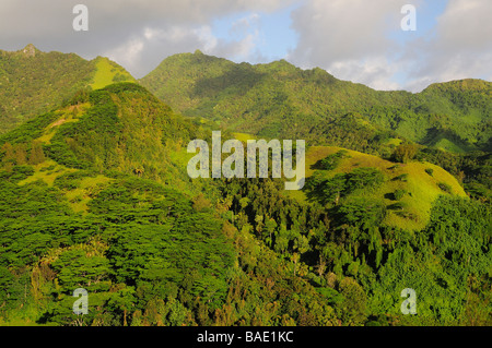 Rainforest sur montagne, Rarotonga, îles Cook Banque D'Images