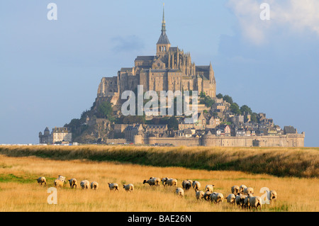 Moutons dans le champ à proximité du Mont Saint-Michel, Normandie, France Banque D'Images
