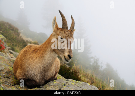 Alipine Ibex, Aiguilles Rouges, Chamonix, France Banque D'Images