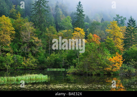 Forêt et lac Konigsee,, parc national de Berchtesgaden, en Bavière, Allemagne Banque D'Images