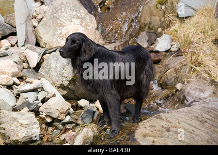 Télévision noir Coated Retriever dog se trouve dans un ruisseau de montagne Banque D'Images