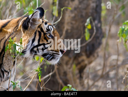 Tigre du Bengale, Panthera tigris tigris, portrait de profil de chasse. Parc national de Ranthambore, Rajasthan, Inde Banque D'Images