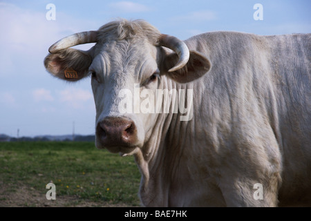Les bovins de race Charolaise.. Vache. Tête et épaules.Debout dans un champ ; Banque D'Images