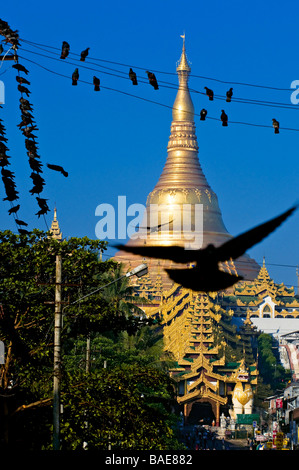 Myanmar (Birmanie), Division de Yangon, Yangon, district de Kandawgyi Avenue, Gabaraye Pagode, la pagode Shwedagon, le Moyen-Orient Banque D'Images