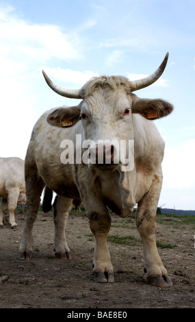 Les bovins de race Charolaise.. Jeune taureau dans un champ ; Banque D'Images